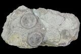 Two Edrioasteroids (Isorophus) On Brachiopod - Springdale, Ohio #68871-1